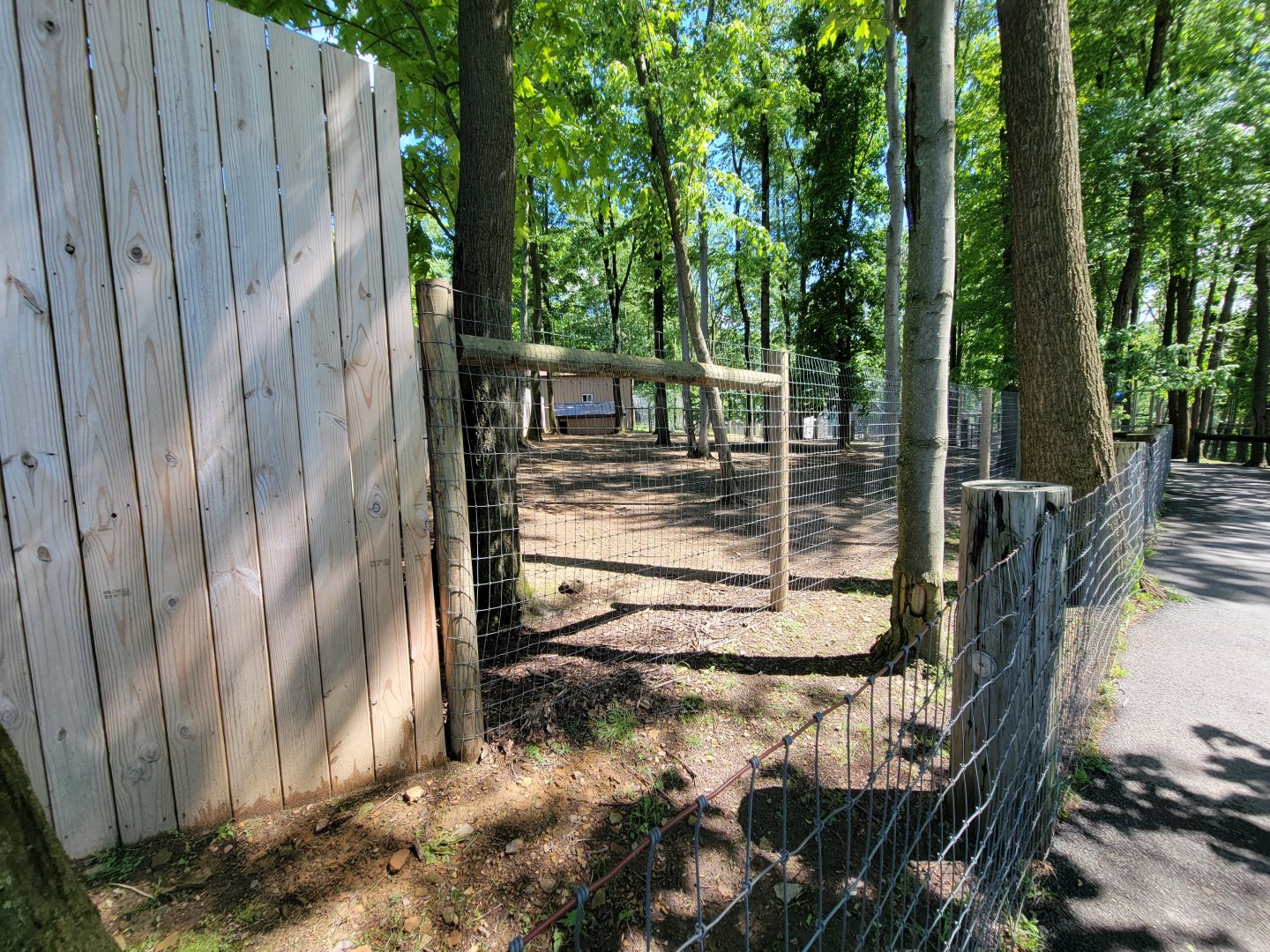 Hovatter's - Bennett's wallabies