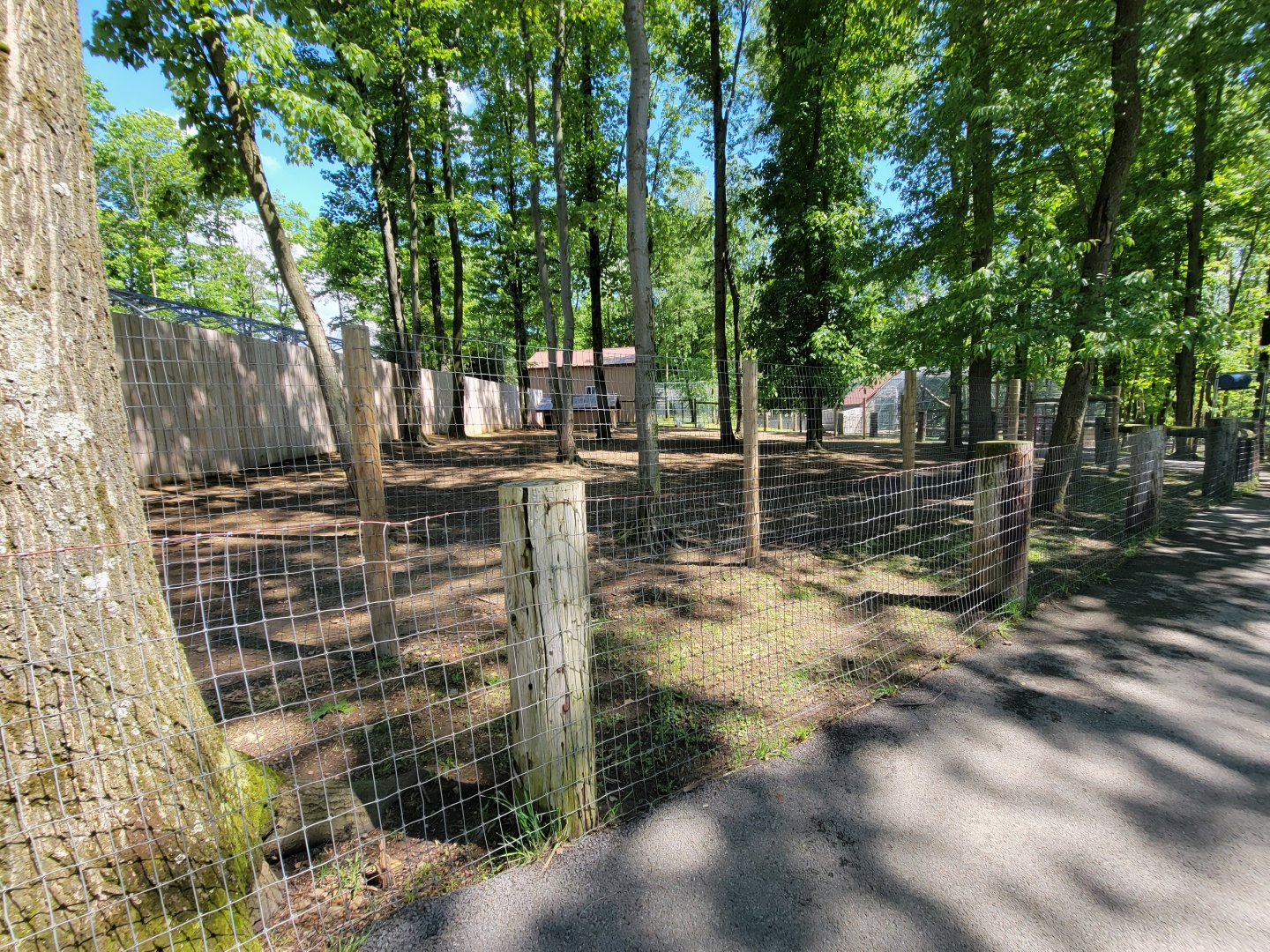 Hovatter's - Bennett's wallabies