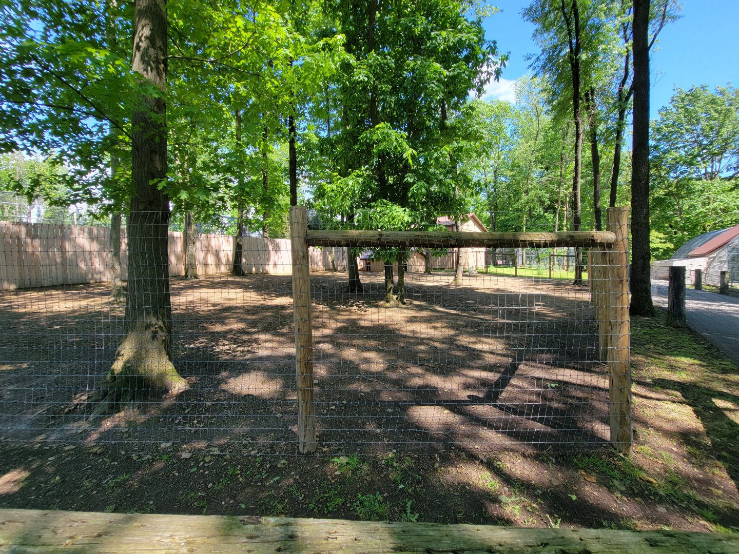 Hovatter's - Bennett's wallabies