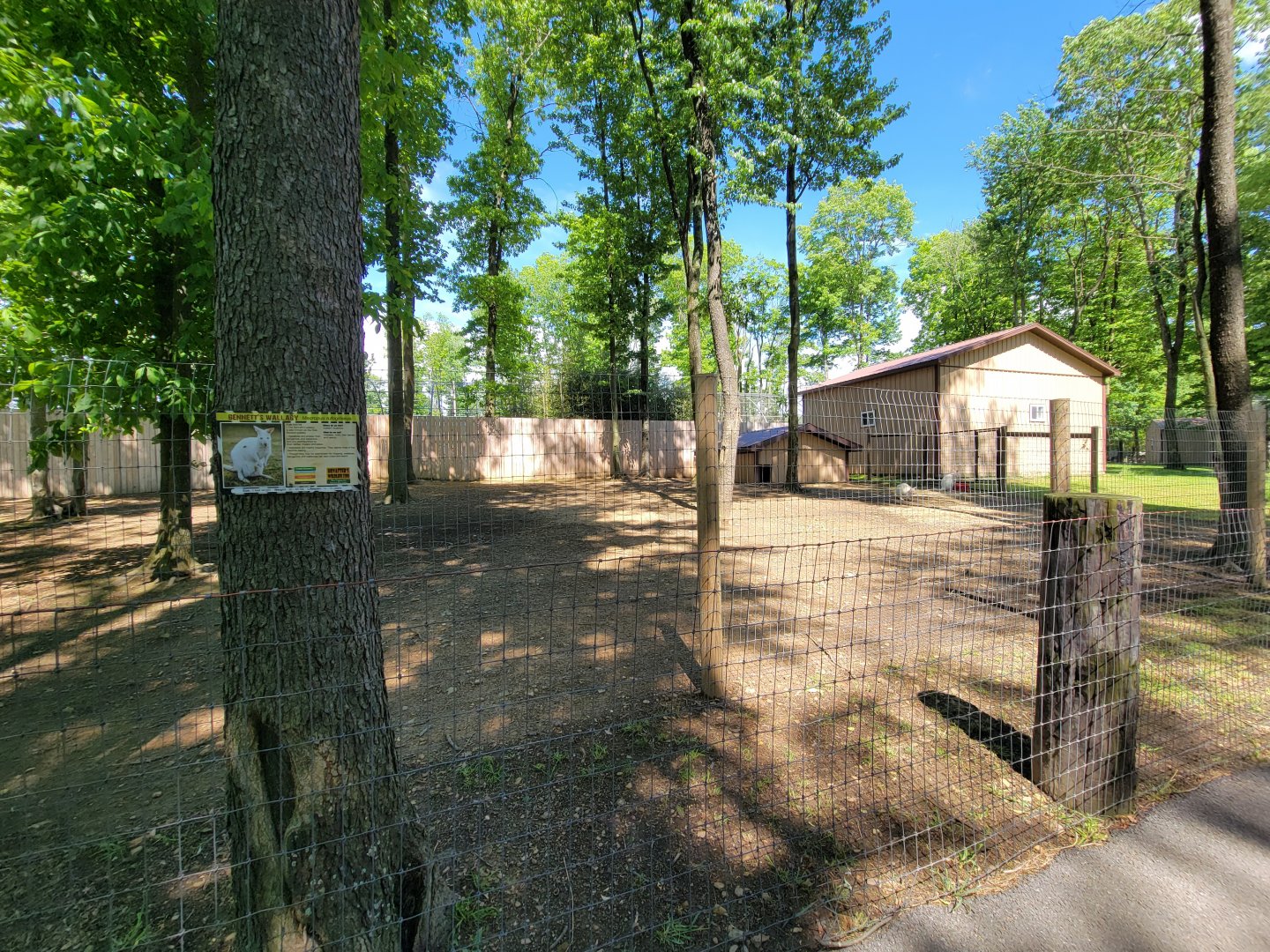 Hovatter's - Bennett's wallabies