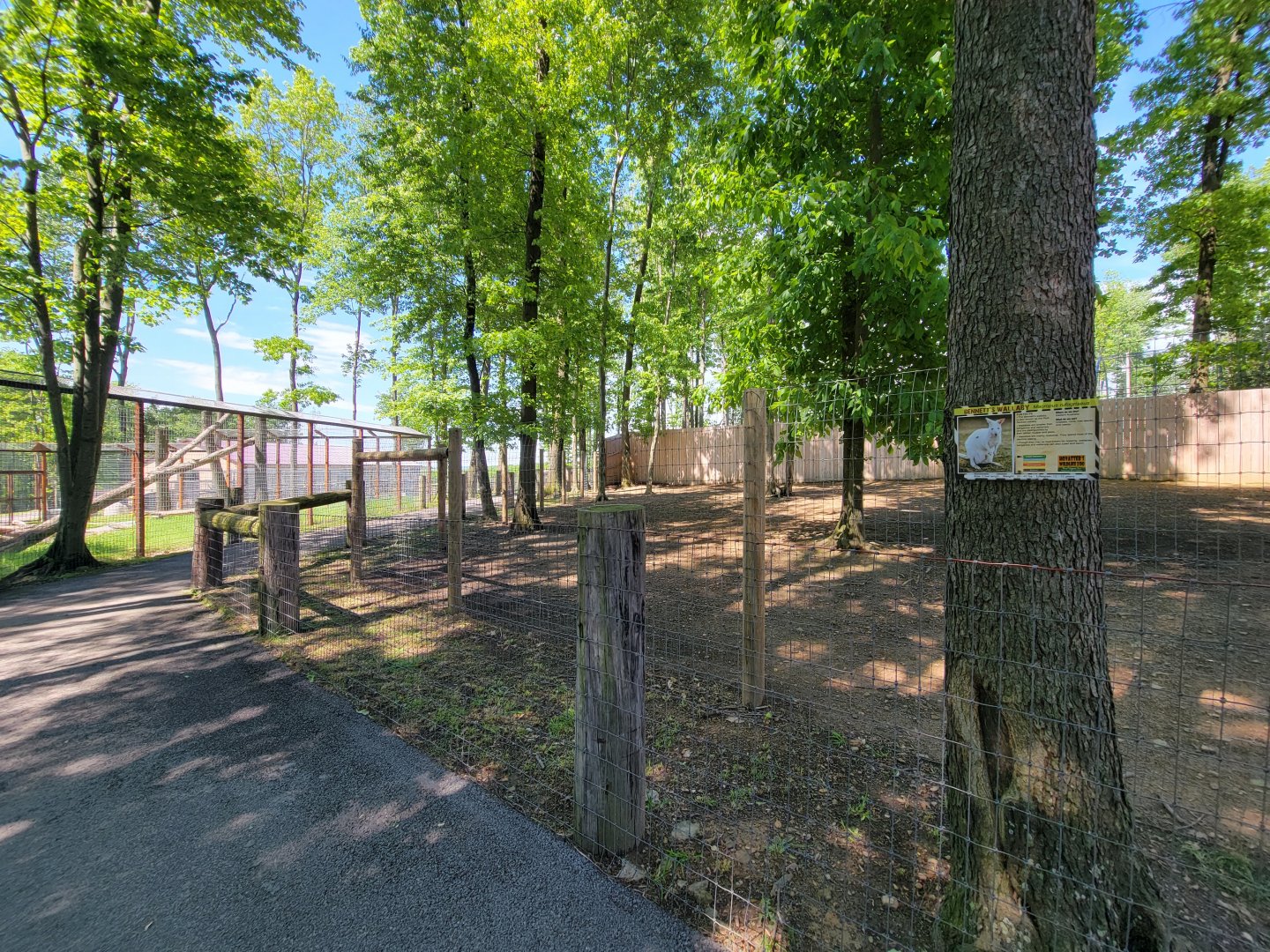 Hovatter's - Bennett's wallabies