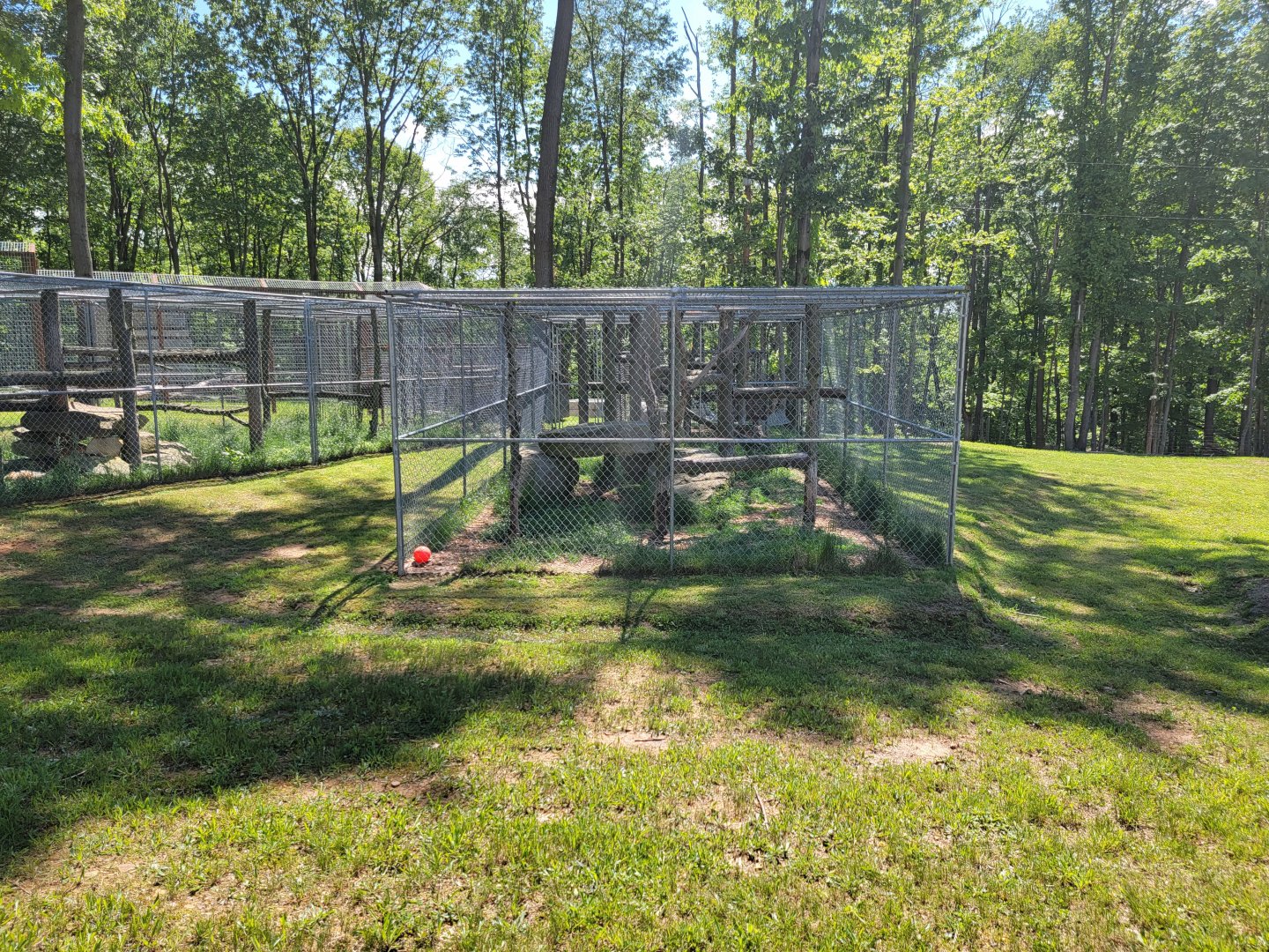 Hovatter's - Canada lynx