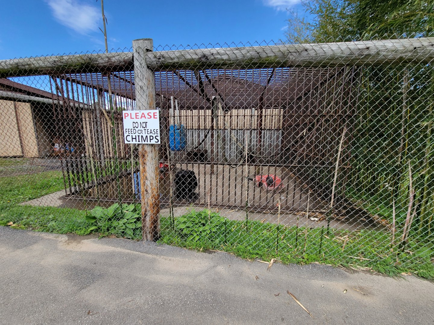 Hovatter's - Chimpanzee #1