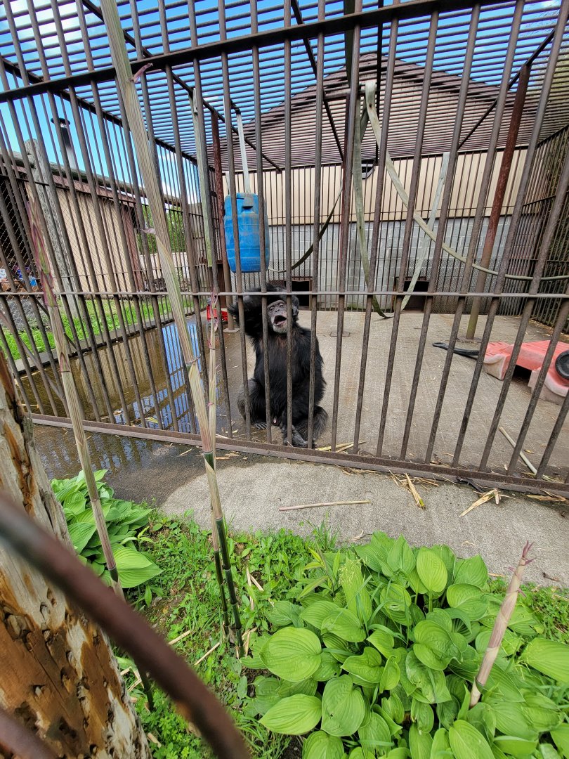 Hovatter's - Chimpanzee #1