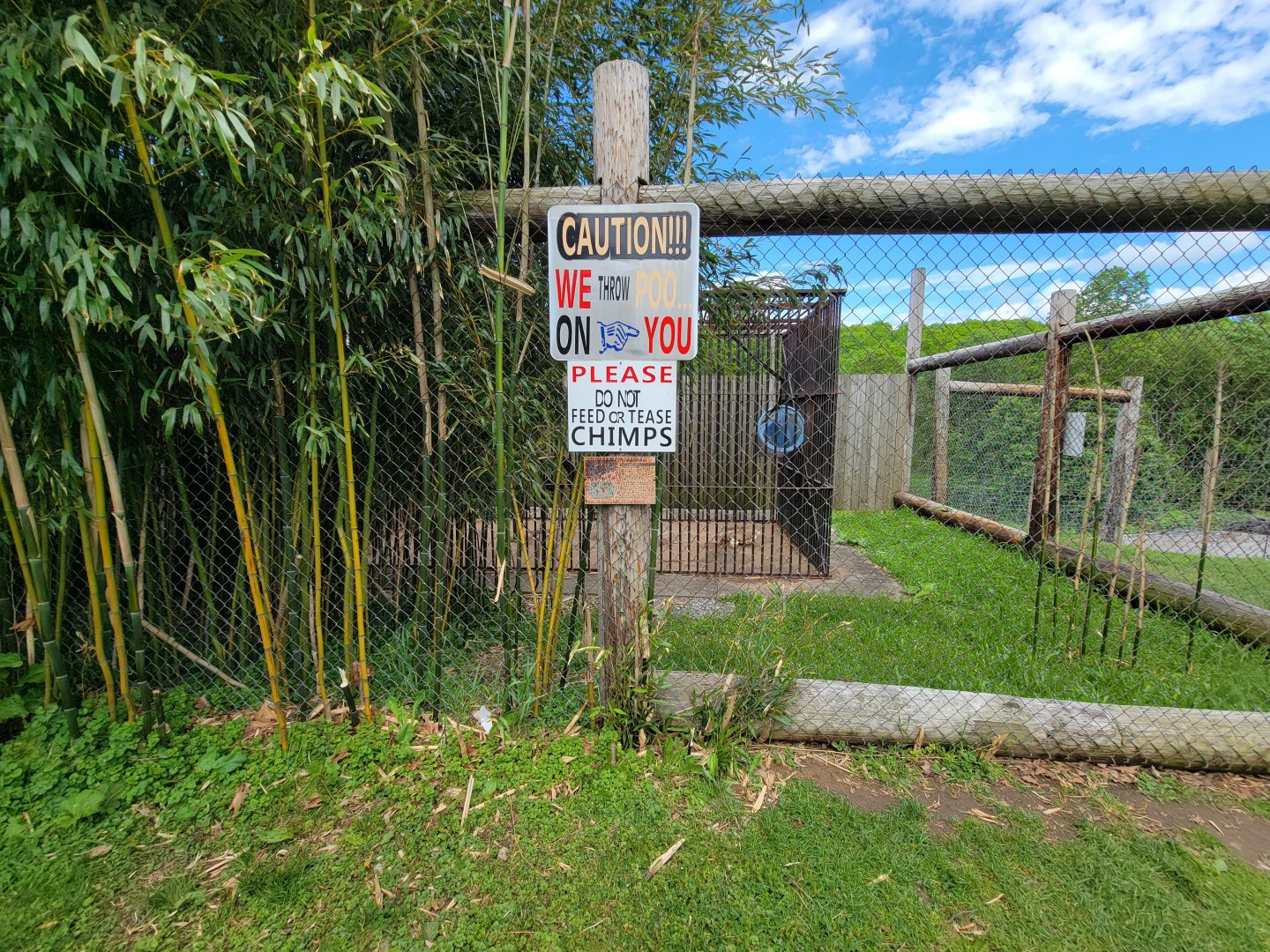 Hovatter's - Chimpanzee #2