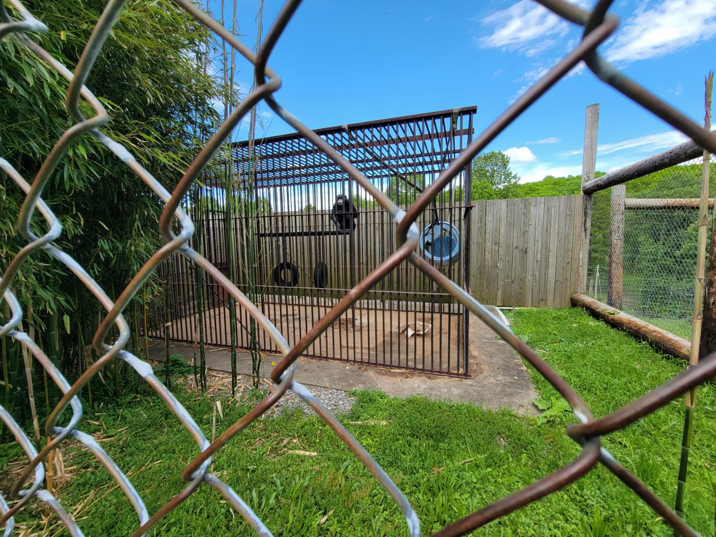 Hovatter's - Chimpanzee #2