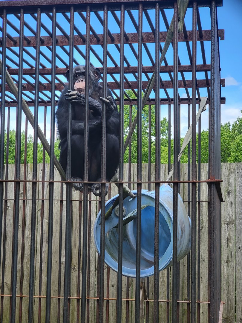 Hovatter's - Chimpanzee #2