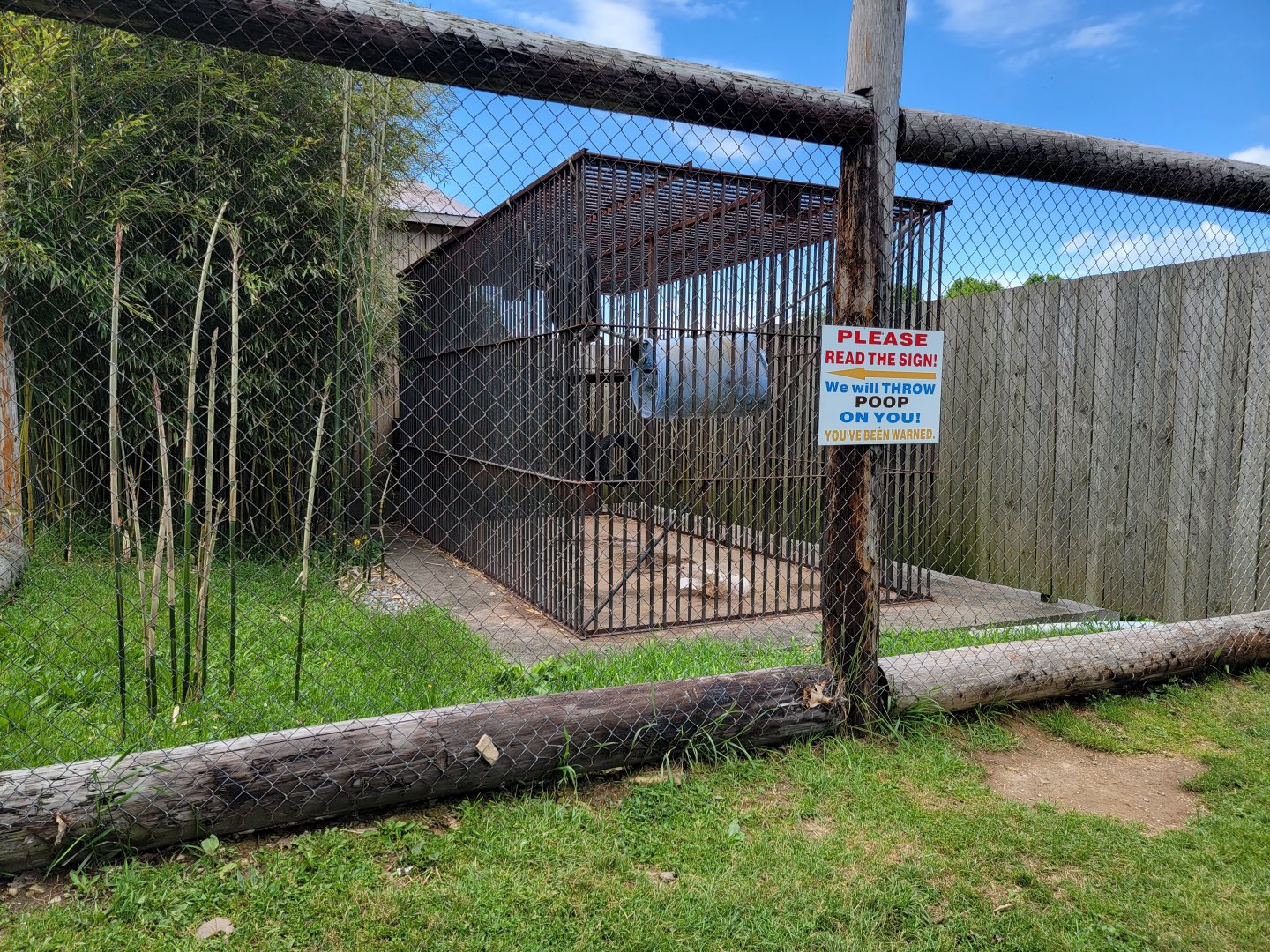 Hovatter's - Chimpanzee #2