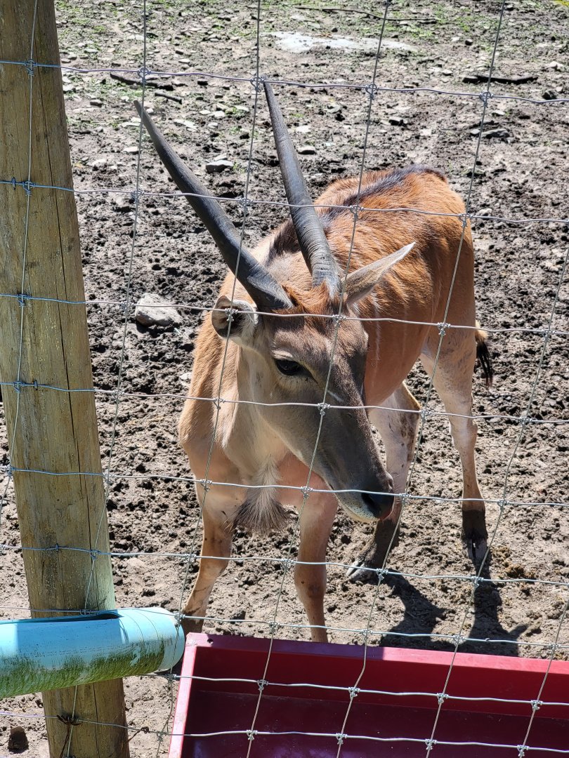 Hovatter's - Common eland, looking underweight