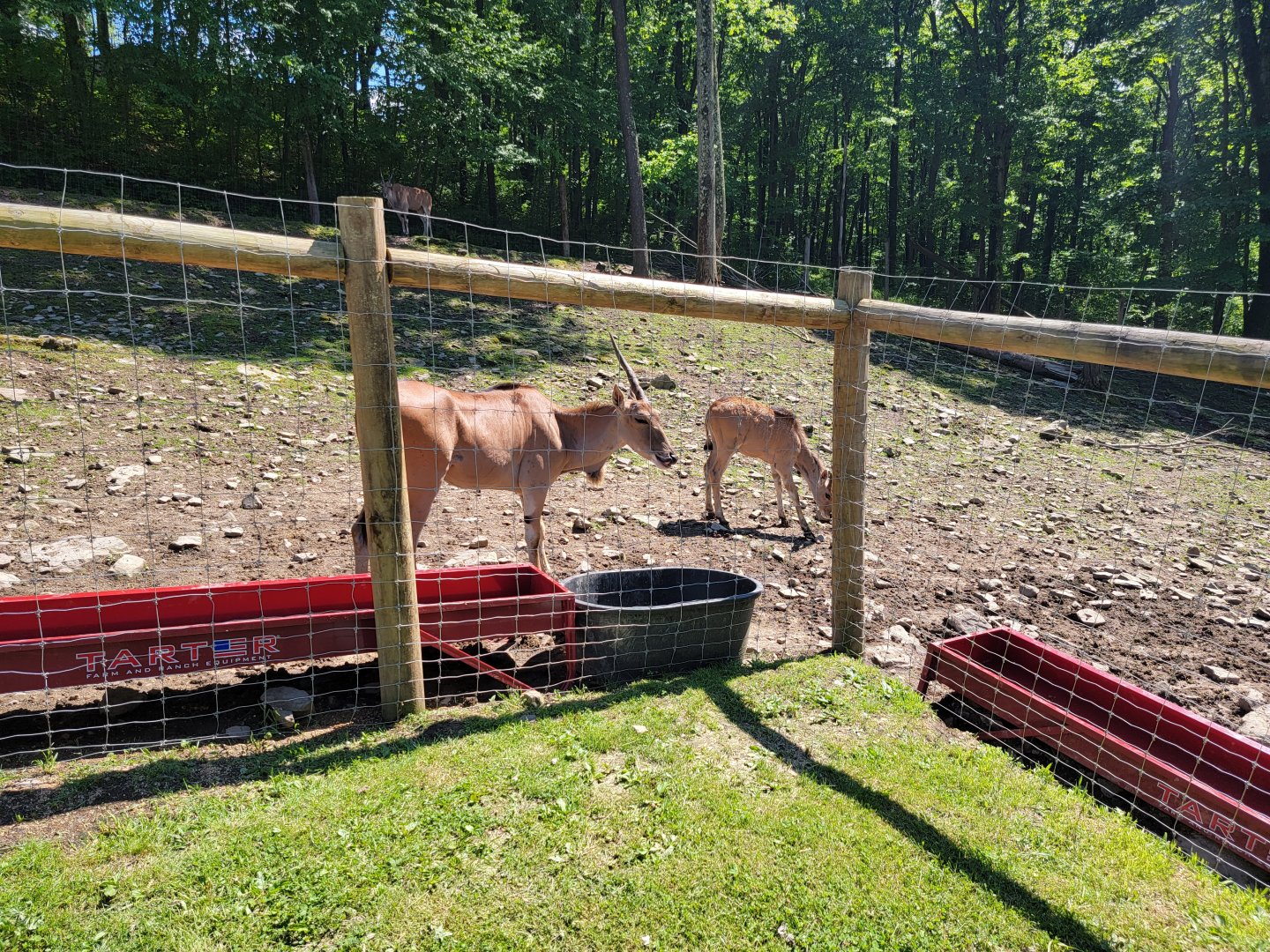 Hovatter's - Common eland, looking underweight
