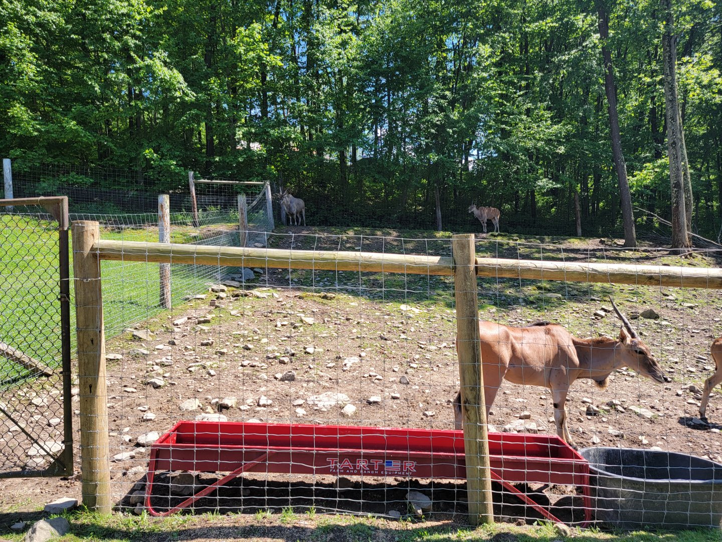 Hovatter's - Common eland, male up in corner