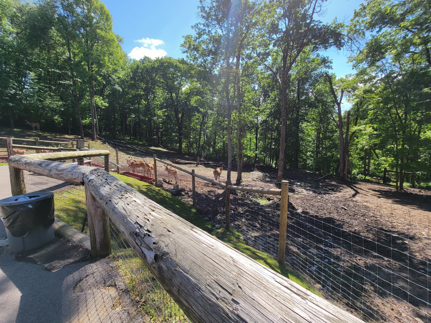 Hovatter's - Common eland