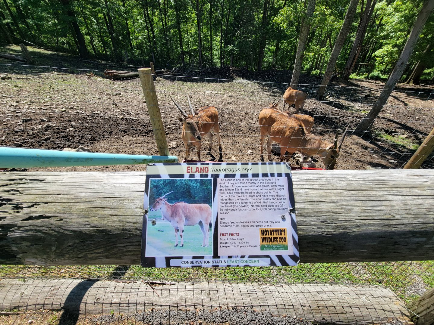 Hovatter's - Common eland