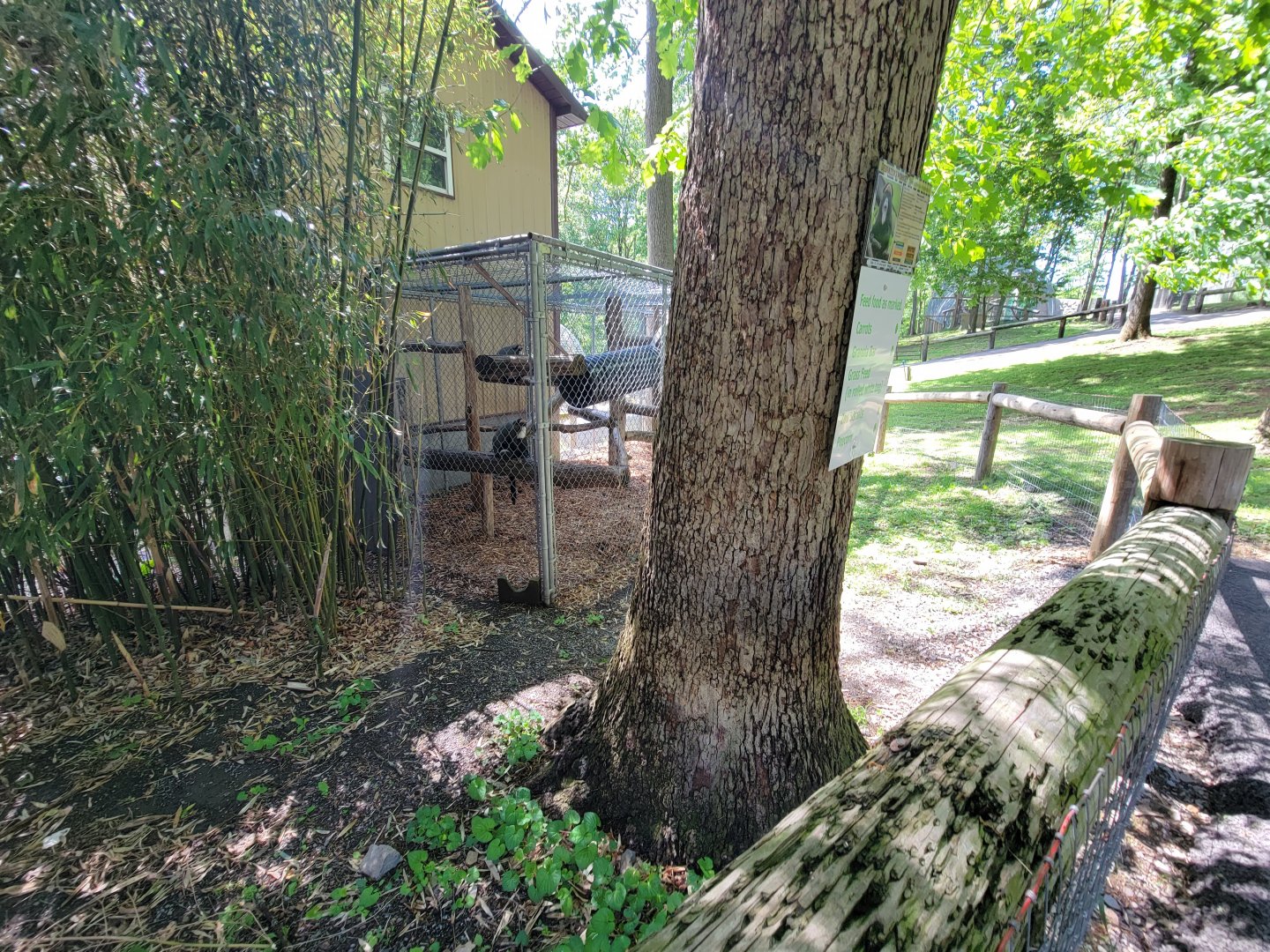 Hovatter's - DeBrazza's monkey