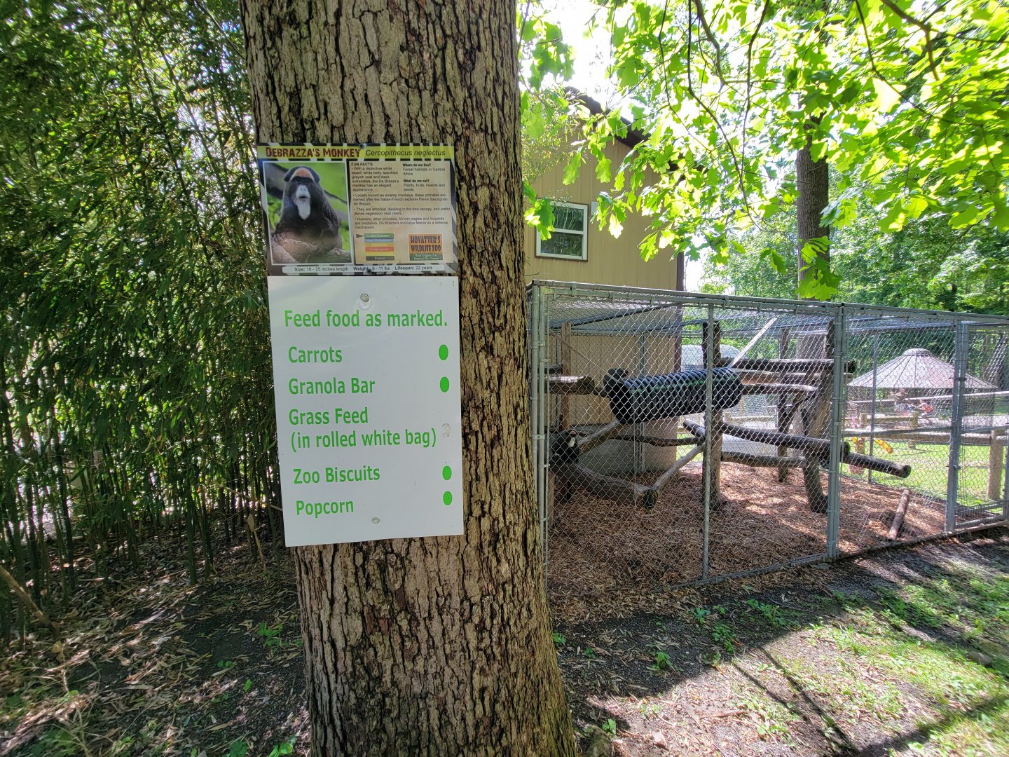 Hovatter's - DeBrazza's monkey