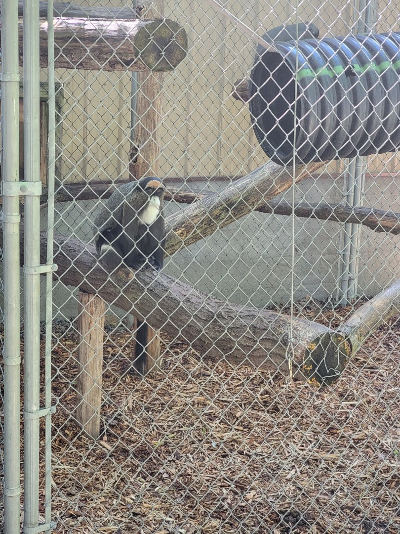 Hovatter's - DeBrazza's monkey