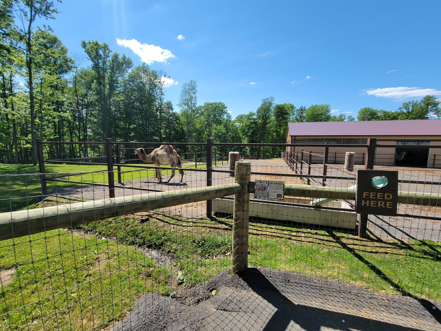 Hovatter's - Dromedary camels