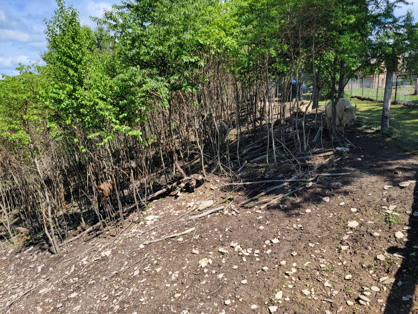 Hovatter's - Elk, white bison