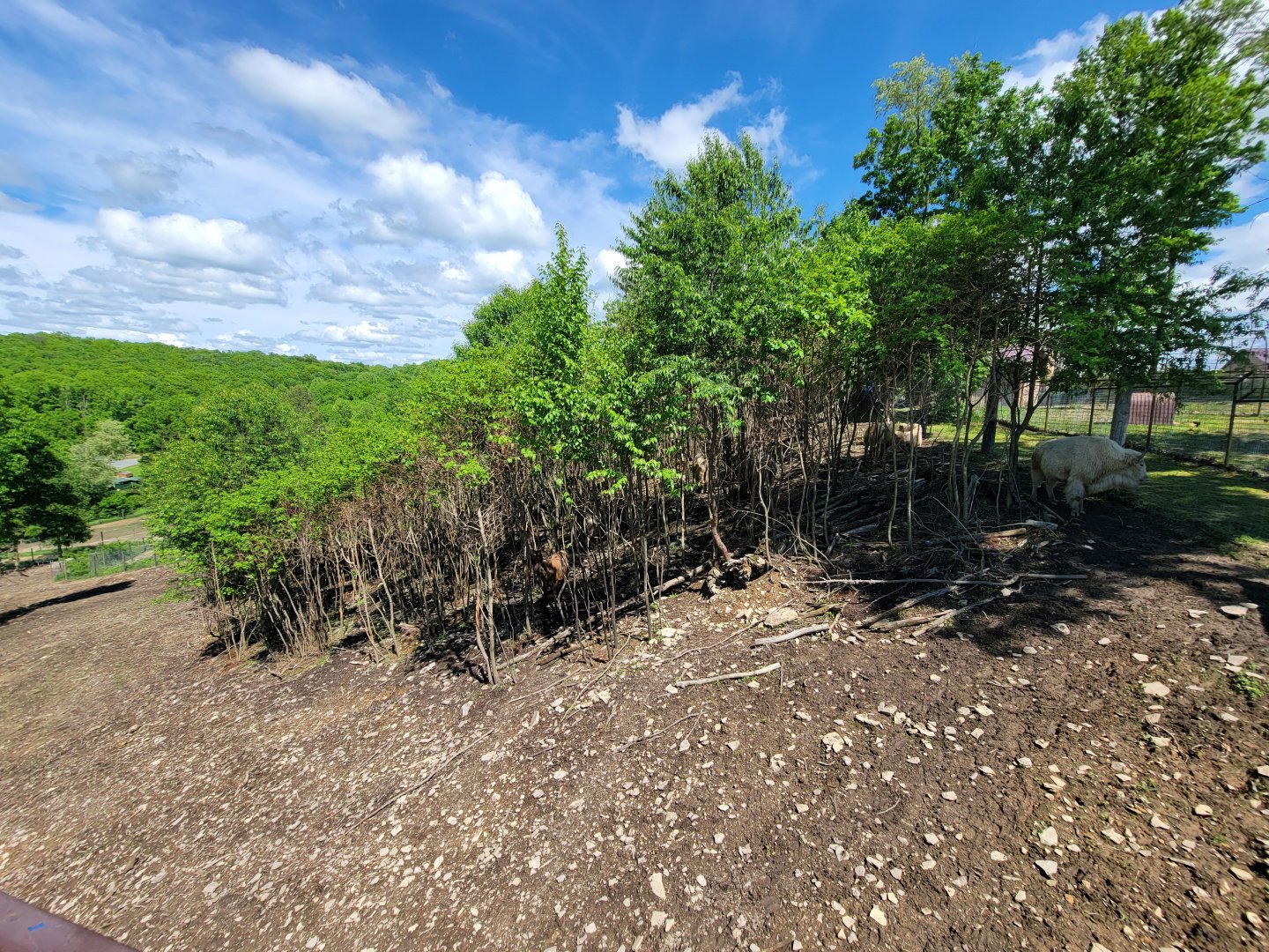 Hovatter's - Elk, white bison