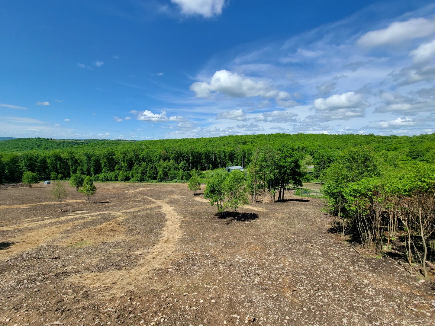 Hovatter's - Elk, white bison