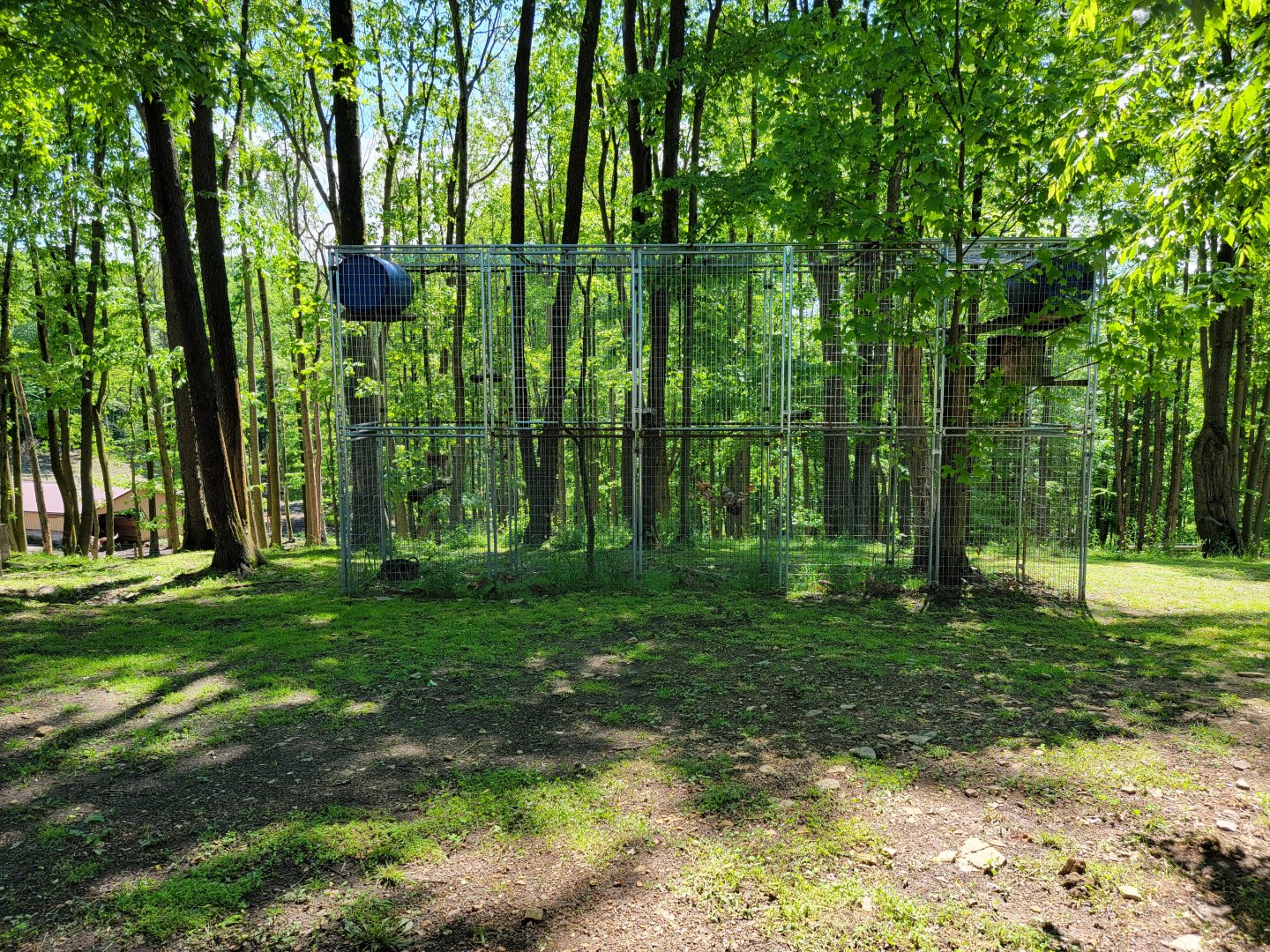 Hovatter's - Eurasian eagle-owl