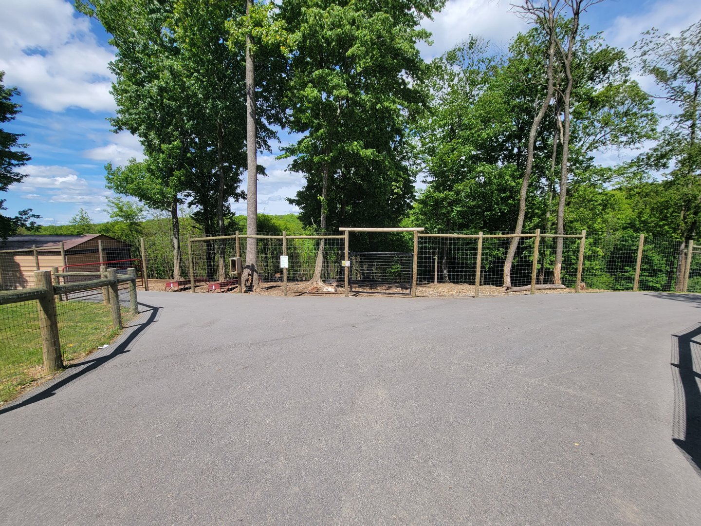 Hovatter's - Fallow deer