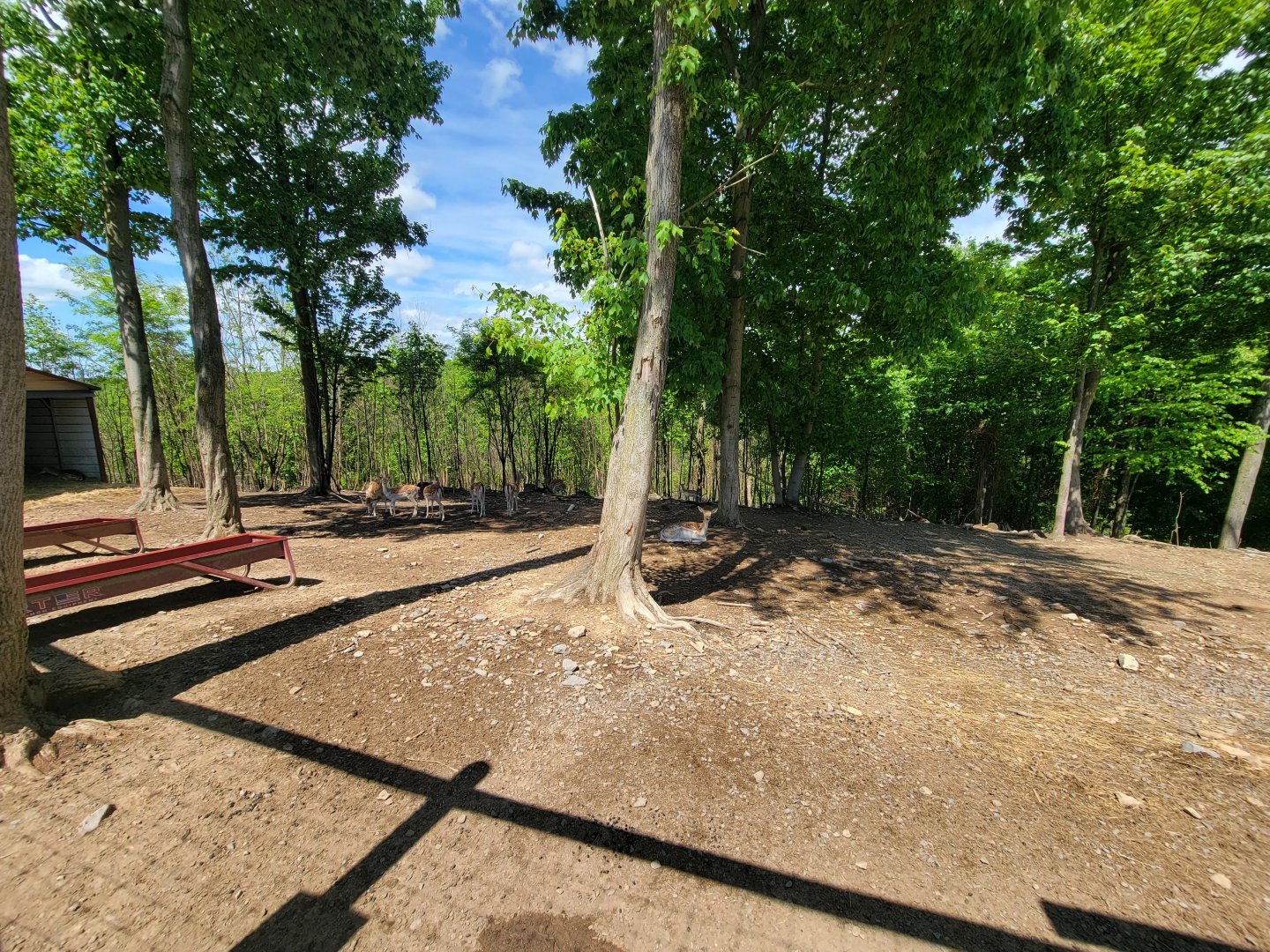 Hovatter's - Fallow deer