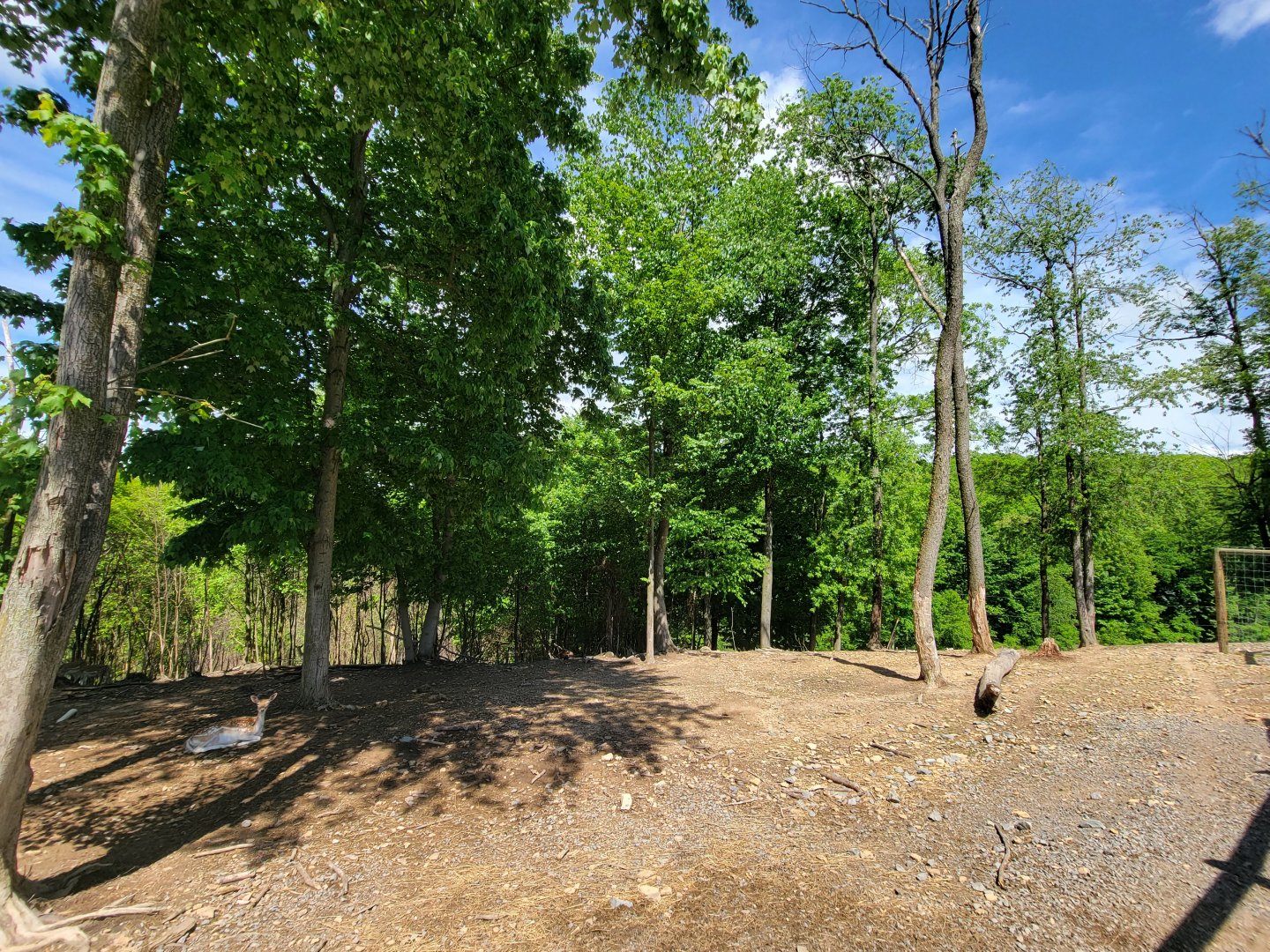 Hovatter's - Fallow deer