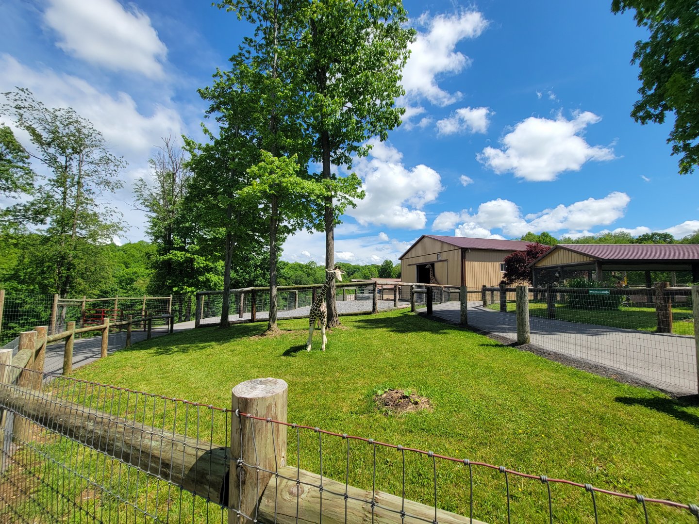 Hovatter's - Giraffe statue