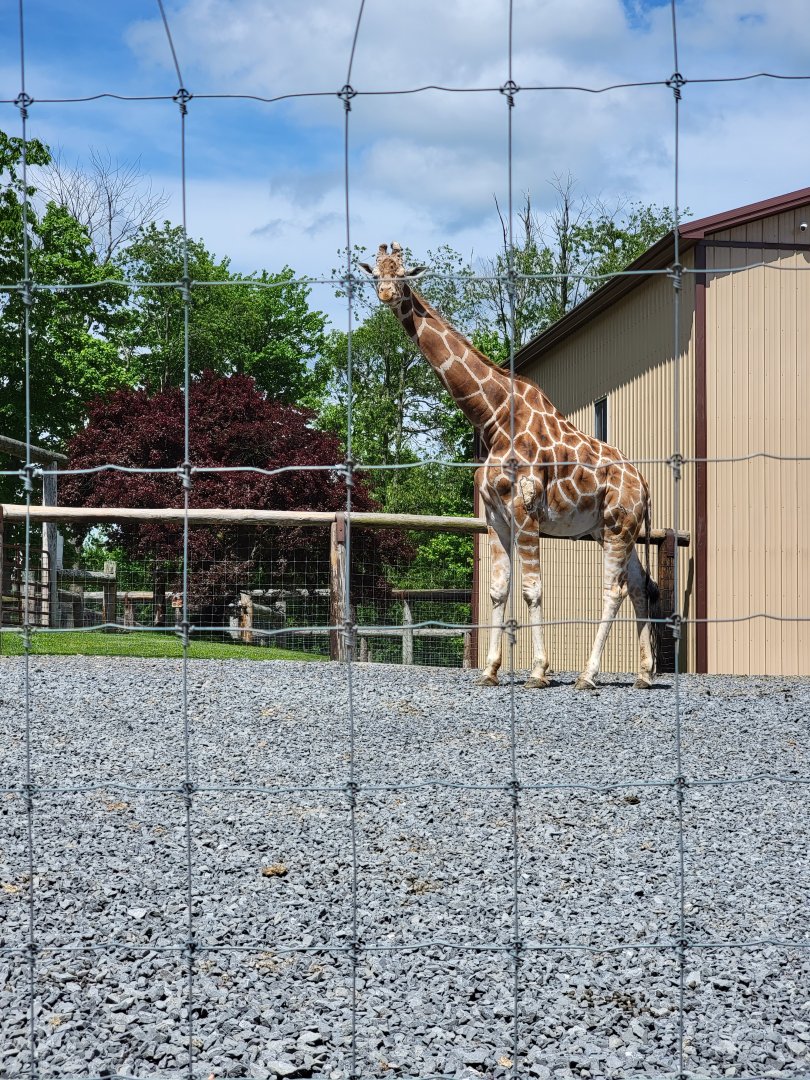 Hovatter's - Giraffe