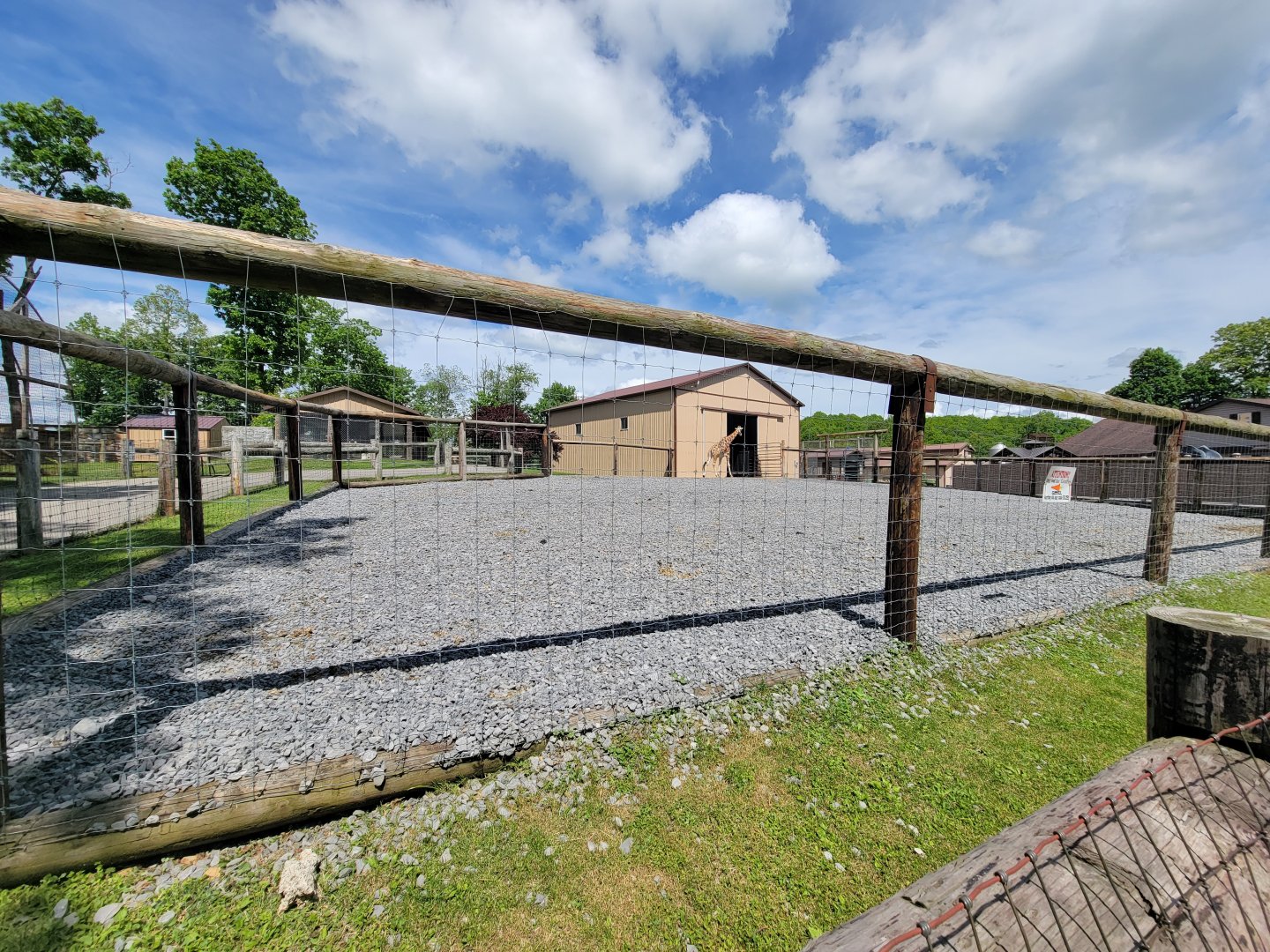 Hovatter's - Giraffes