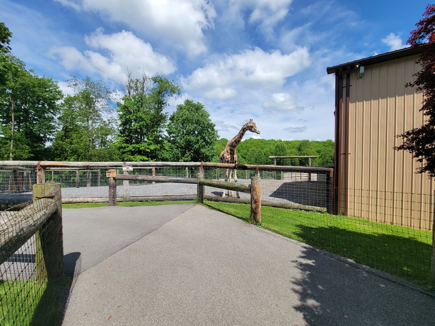 Hovatter's - Giraffes