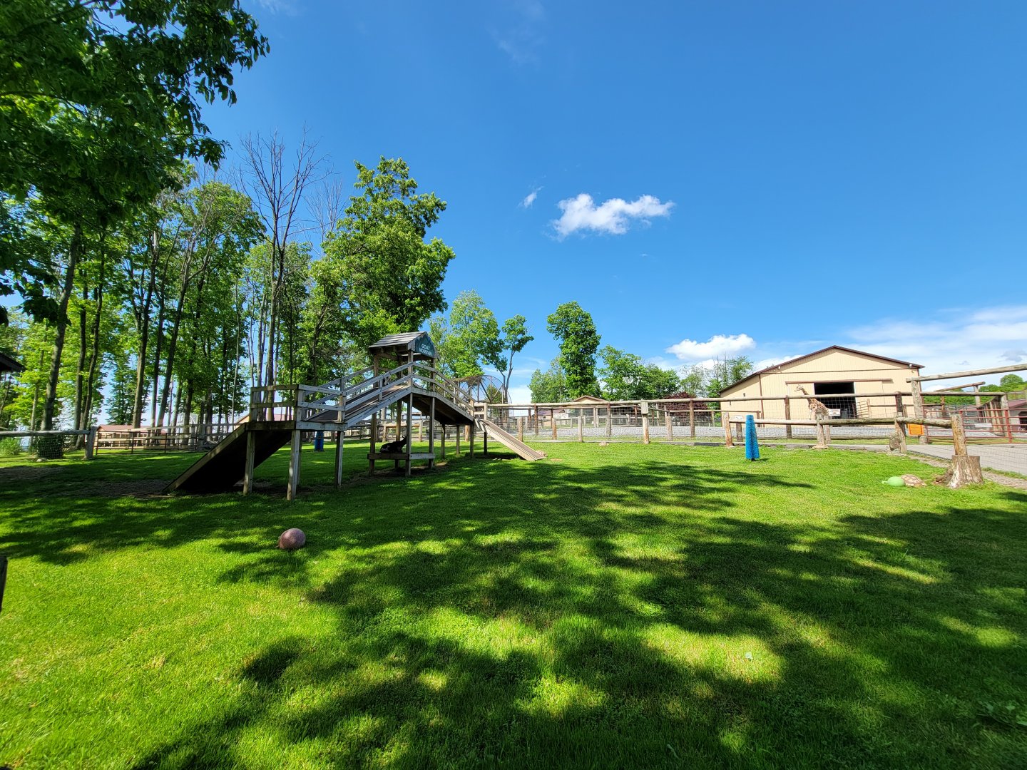 Hovatter's - Goats & tortoises