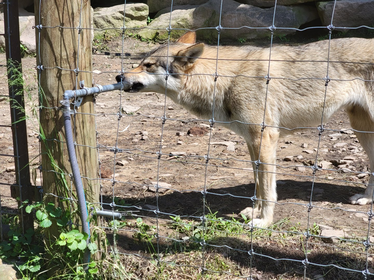 Hovatter's - Gray wolves