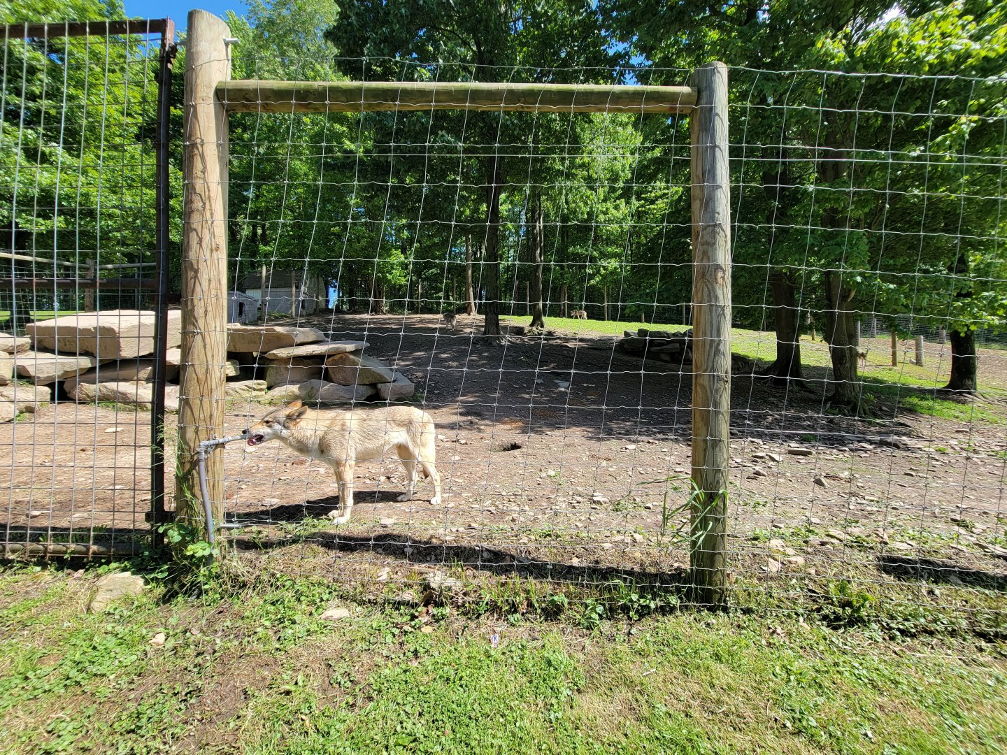 Hovatter's - Gray wolves