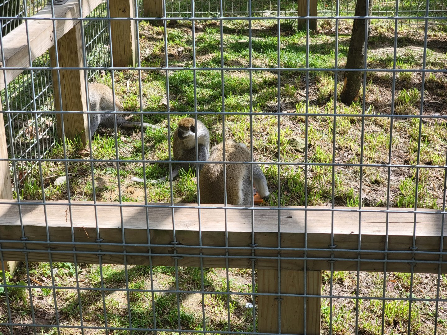 Hovatter's - Grivet (hybrid?)