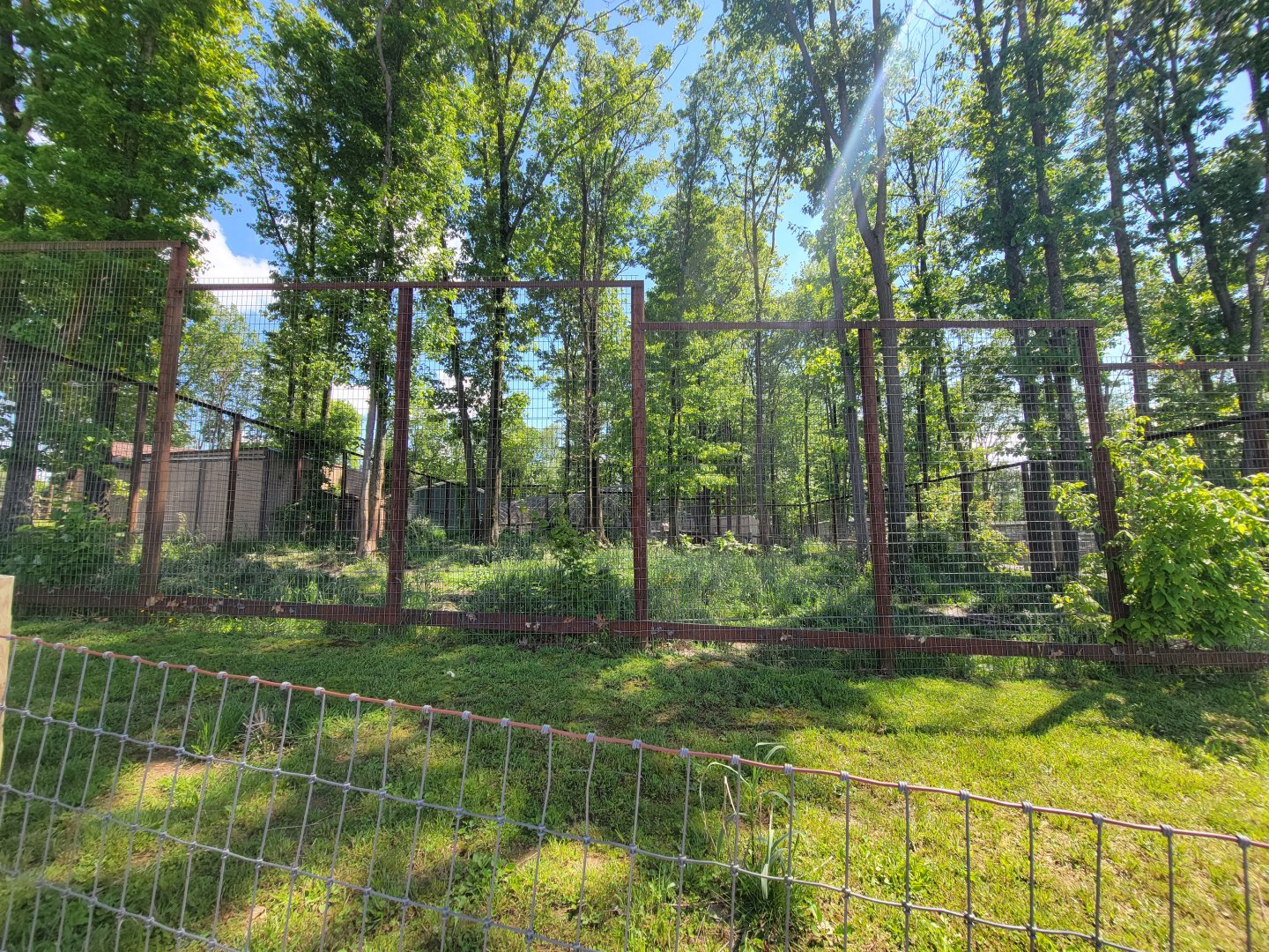 Hovatter's - Grizzly bear