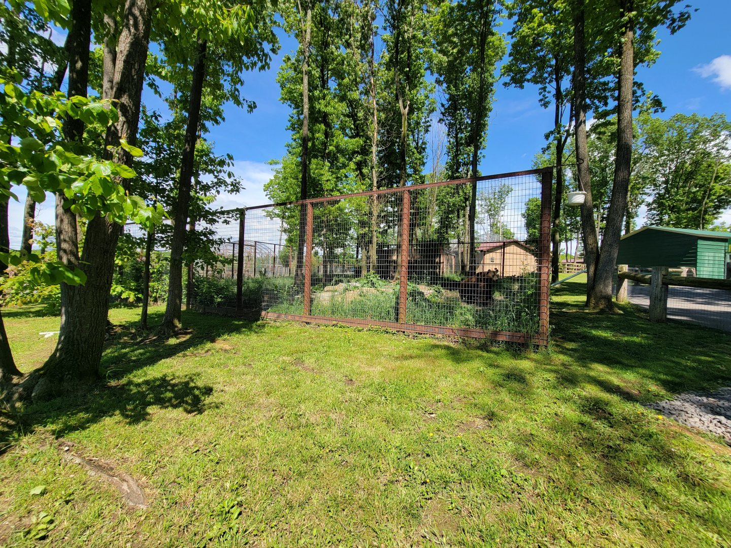 Hovatter's - Grizzly bear