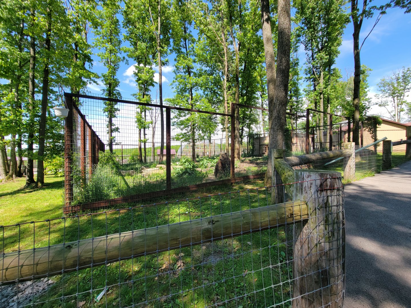 Hovatter's - Grizzly bear