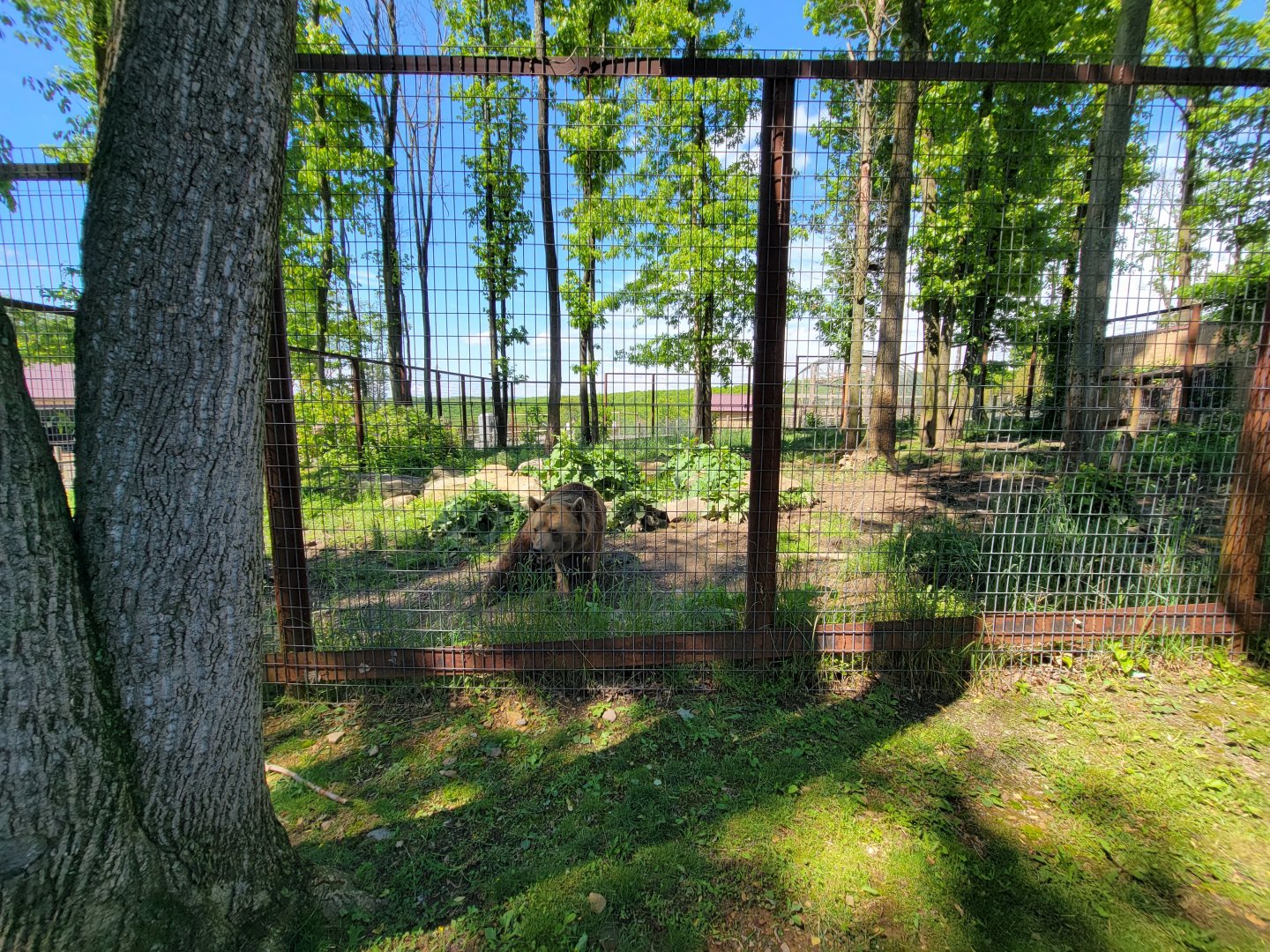 Hovatter's - Grizzly bear