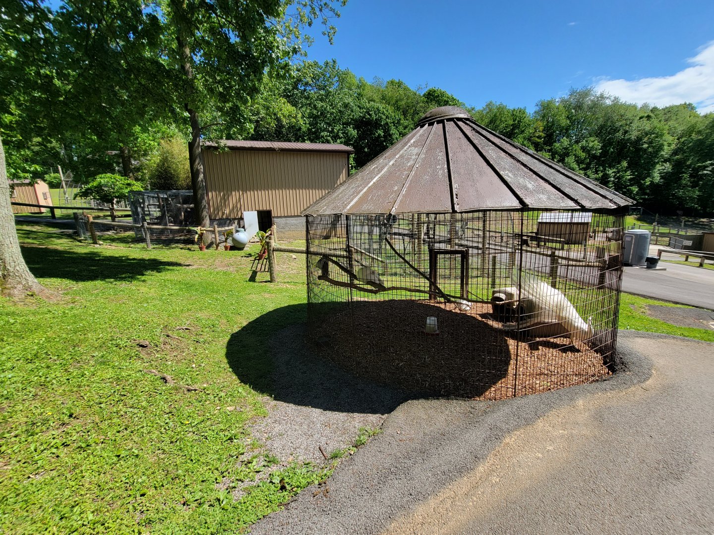Hovatter's - Indian peafowl