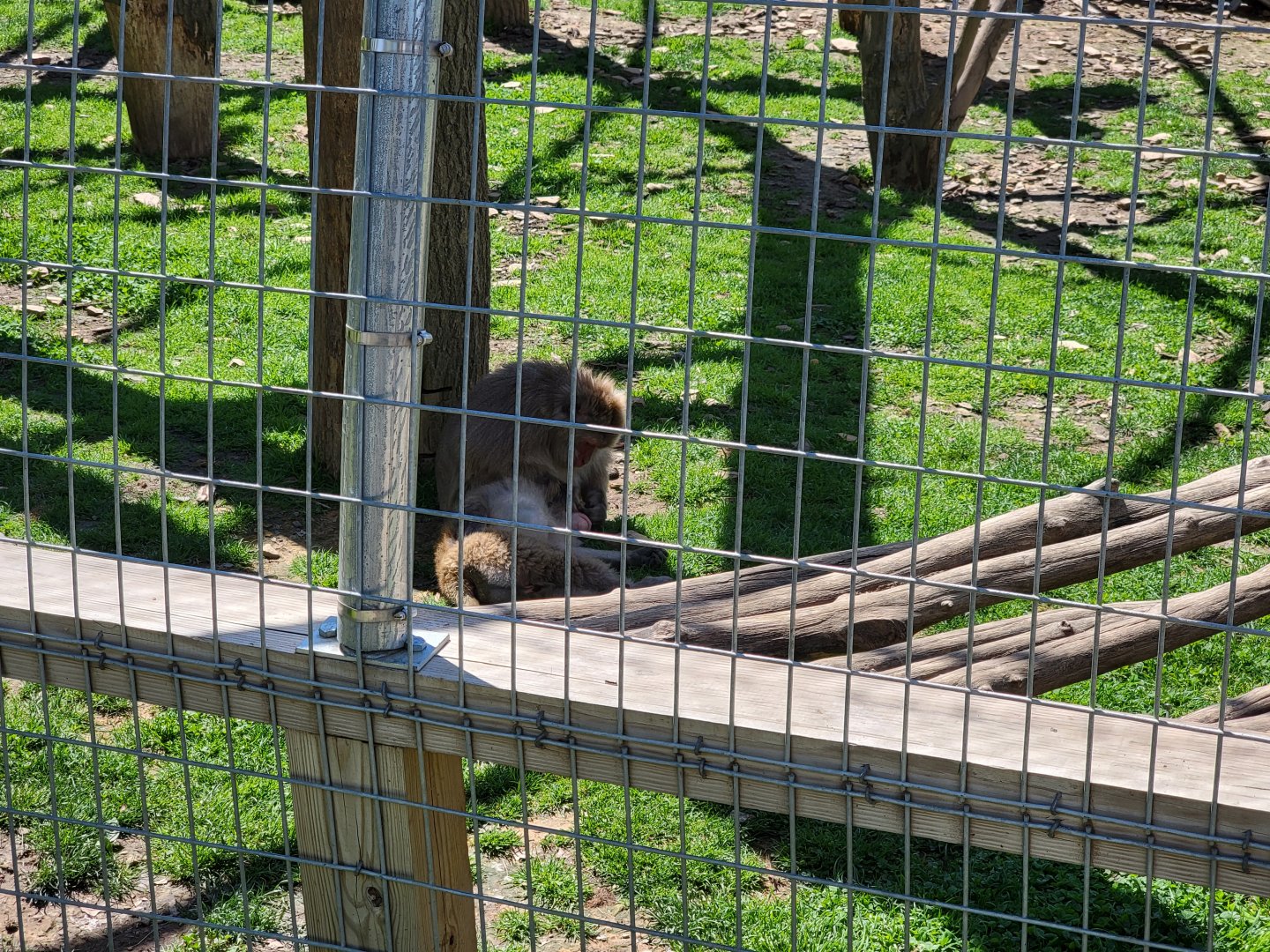 Hovatter's - Japanese macaques