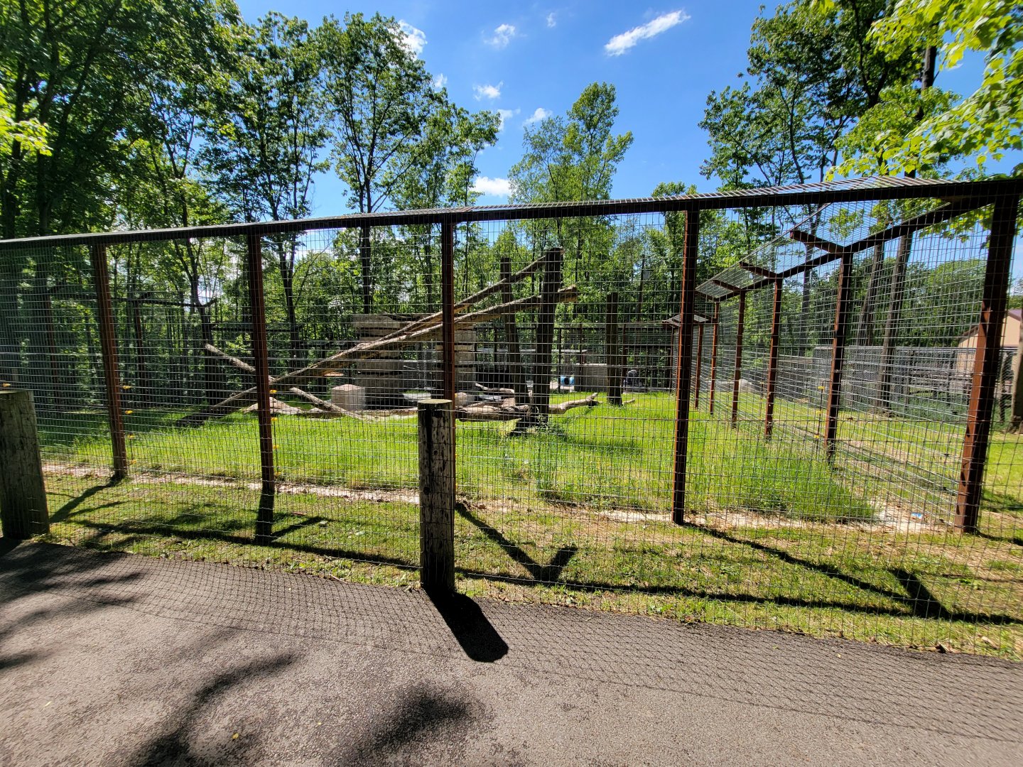 Hovatter's - Kodiak bear