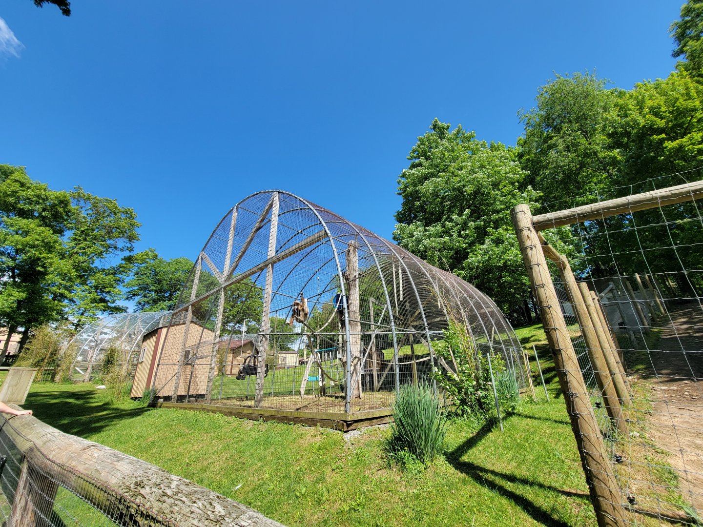 Hovatter's - Lar gibbon