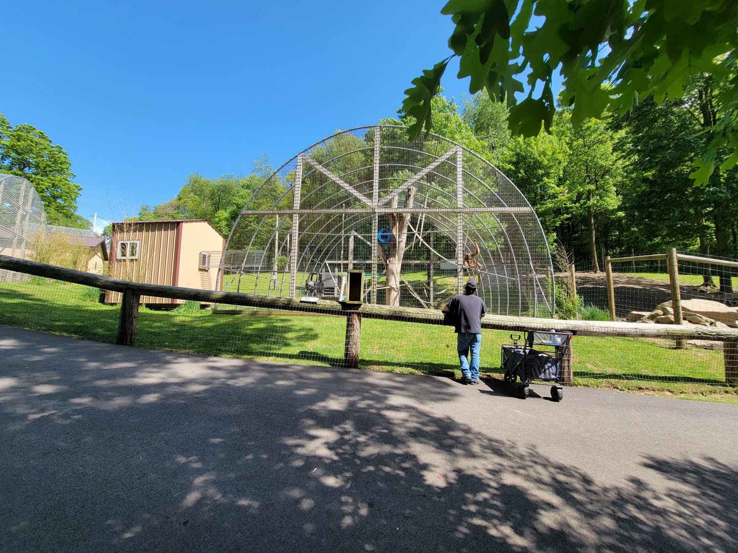 Hovatter's - Lar gibbon