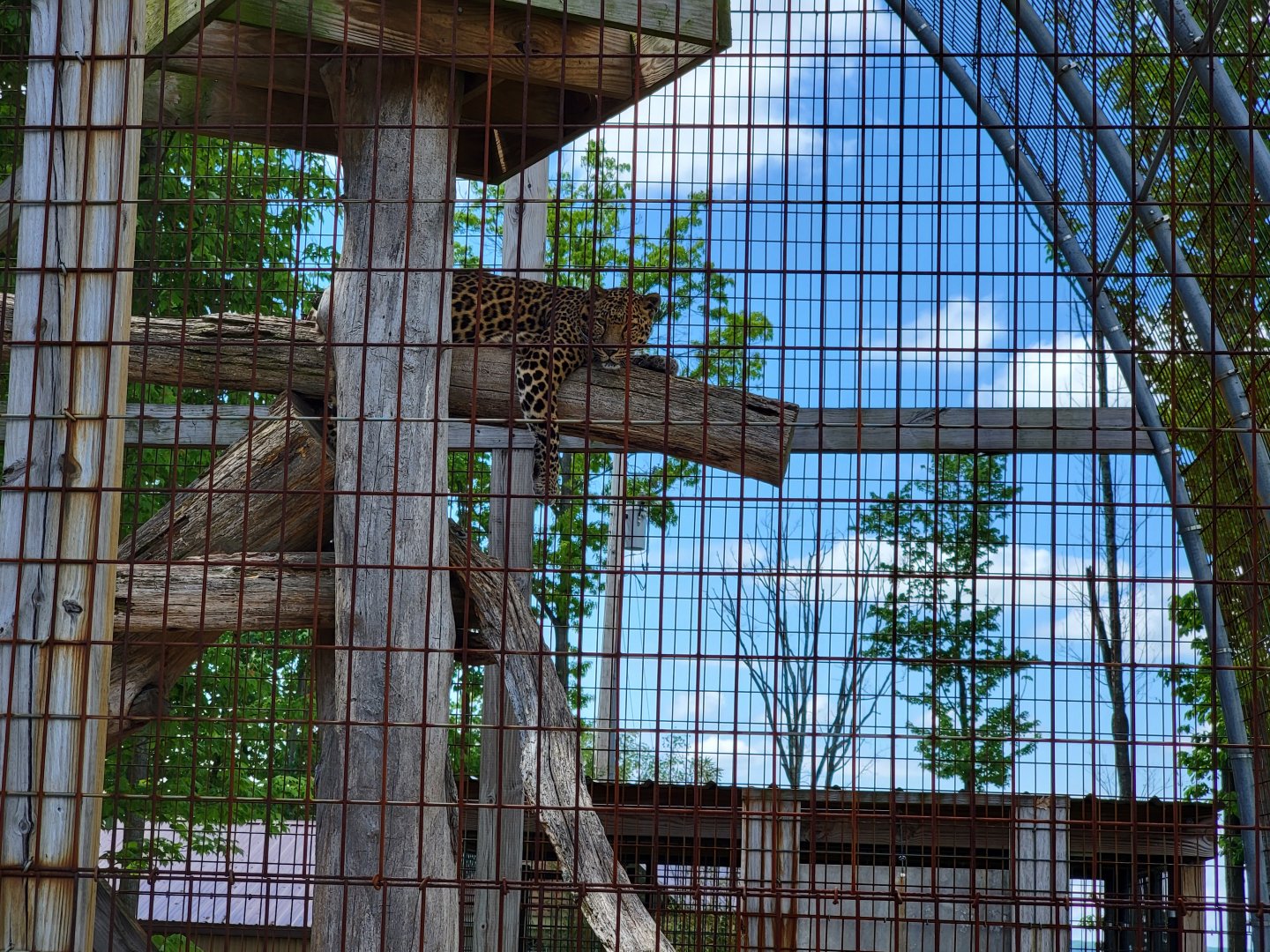 Hovatter's - Leopard, "African spotted"