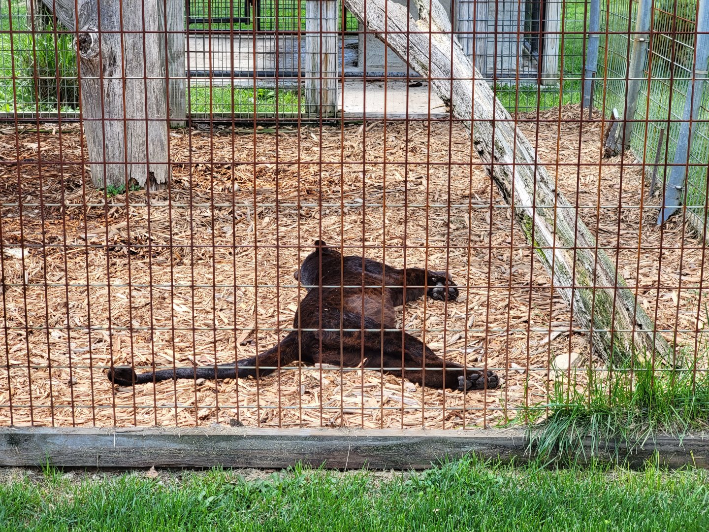 Hovatter's - Leopard, black