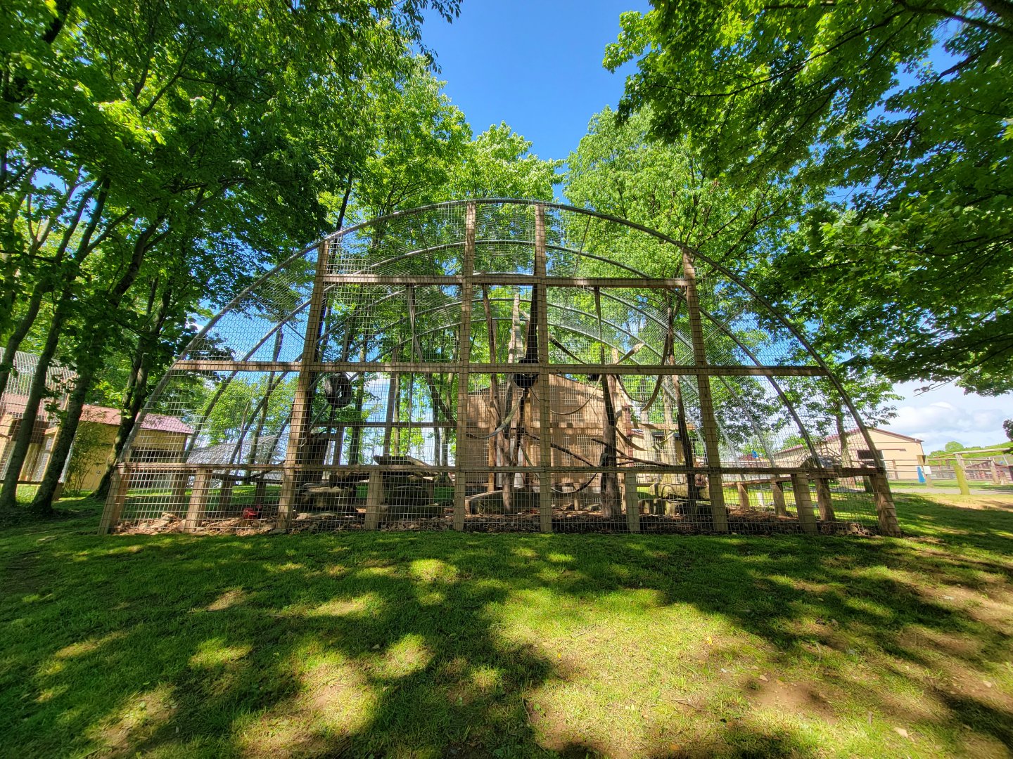 Hovatter's - Mandrills