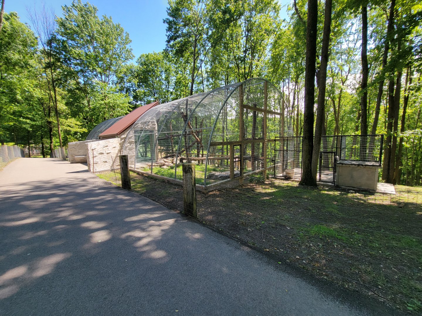 Hovatter's - Mountain lion