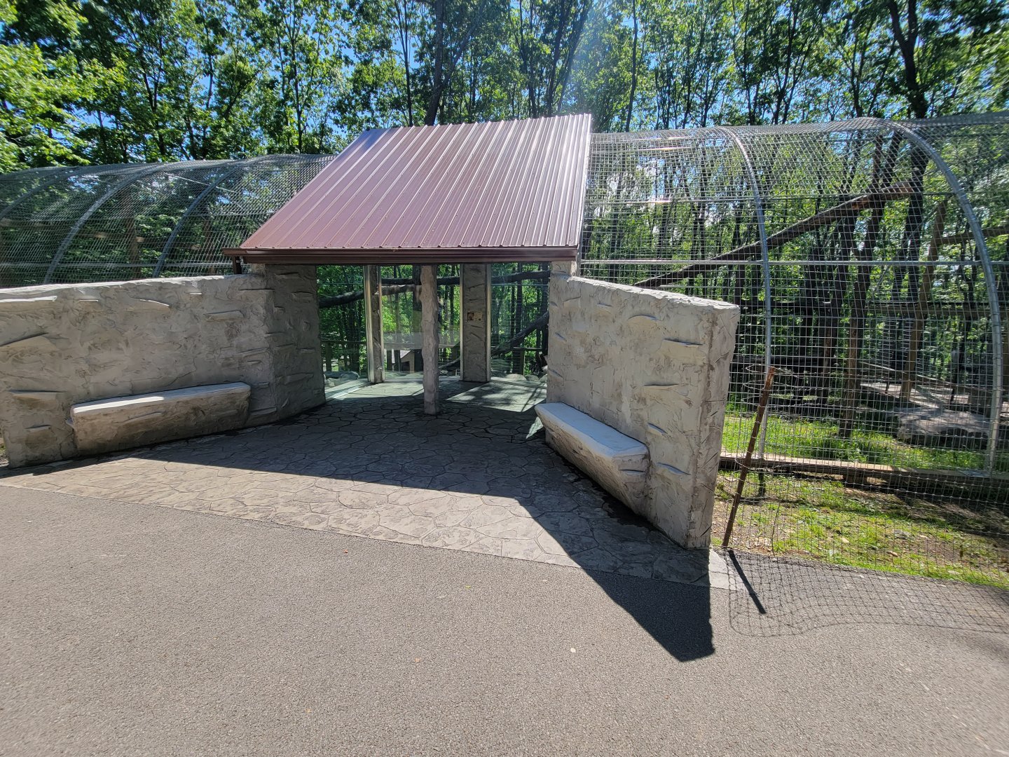 Hovatter's - Mountain lion